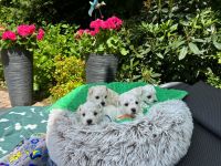 chłopcy - 4 tygodnie